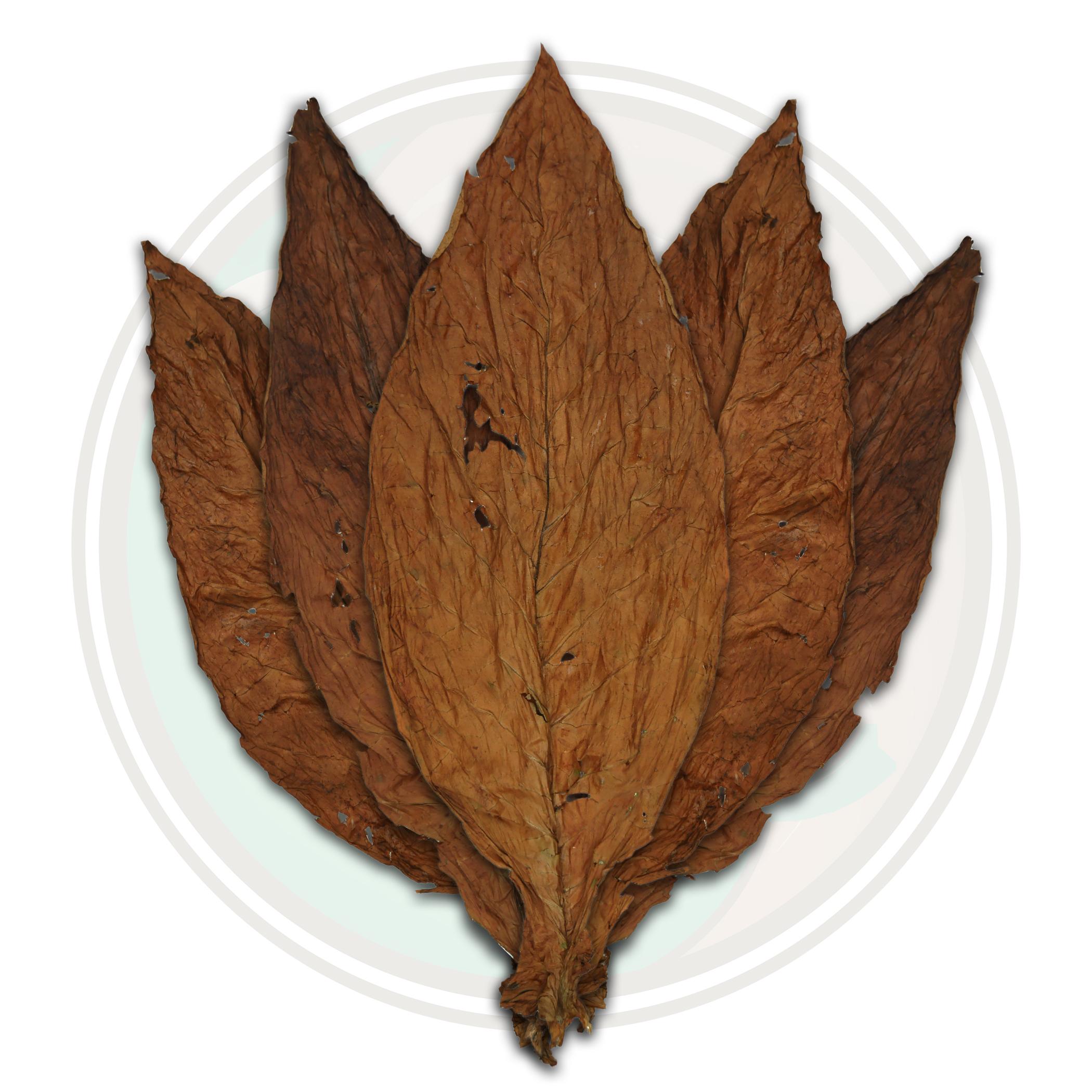QB-52 Low Grade Pennsylvania Broadleaf Cigar Wrapper Fronto Whole Tobacco Leaf